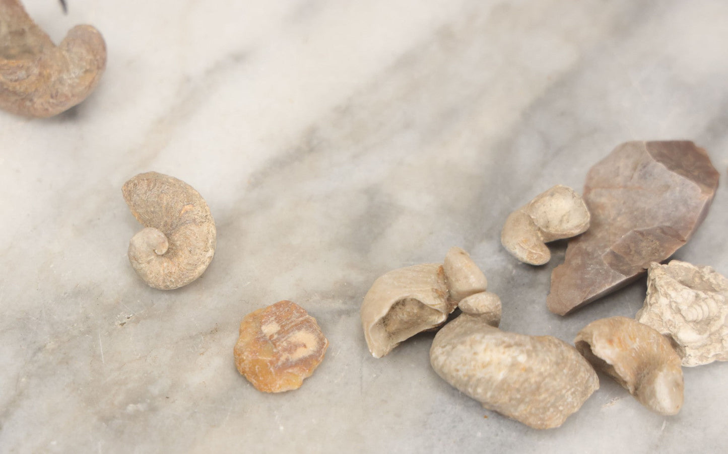 Lot 051 - Fossil Grouping With 4+ Pieces Including Fossilized Shells, And Other Small Fragments, Collected In Death Valley, Circa 1929