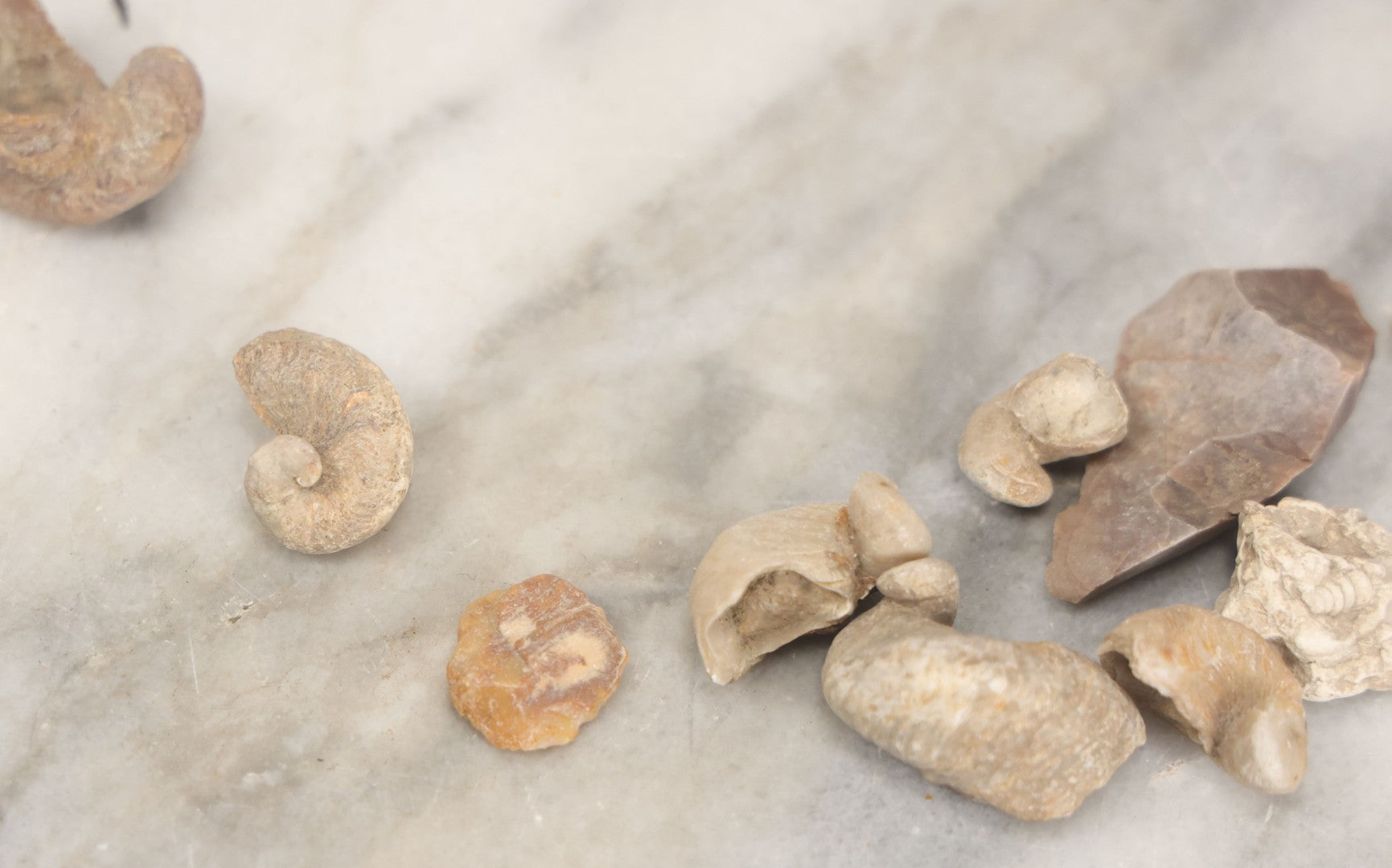Lot 051 - Fossil Grouping With 4+ Pieces Including Fossilized Shells, And Other Small Fragments, Collected In Death Valley, Circa 1929