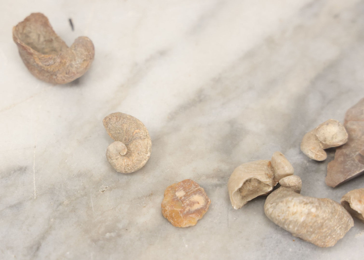 Lot 051 - Fossil Grouping With 4+ Pieces Including Fossilized Shells, And Other Small Fragments, Collected In Death Valley, Circa 1929
