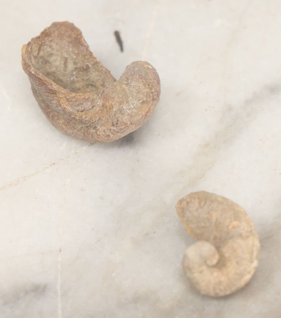 Lot 051 - Fossil Grouping With 4+ Pieces Including Fossilized Shells, And Other Small Fragments, Collected In Death Valley, Circa 1929