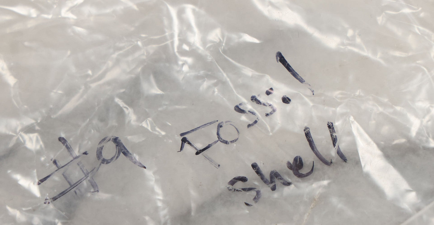 Lot 051 - Fossil Grouping With 4+ Pieces Including Fossilized Shells, And Other Small Fragments, Collected In Death Valley, Circa 1929