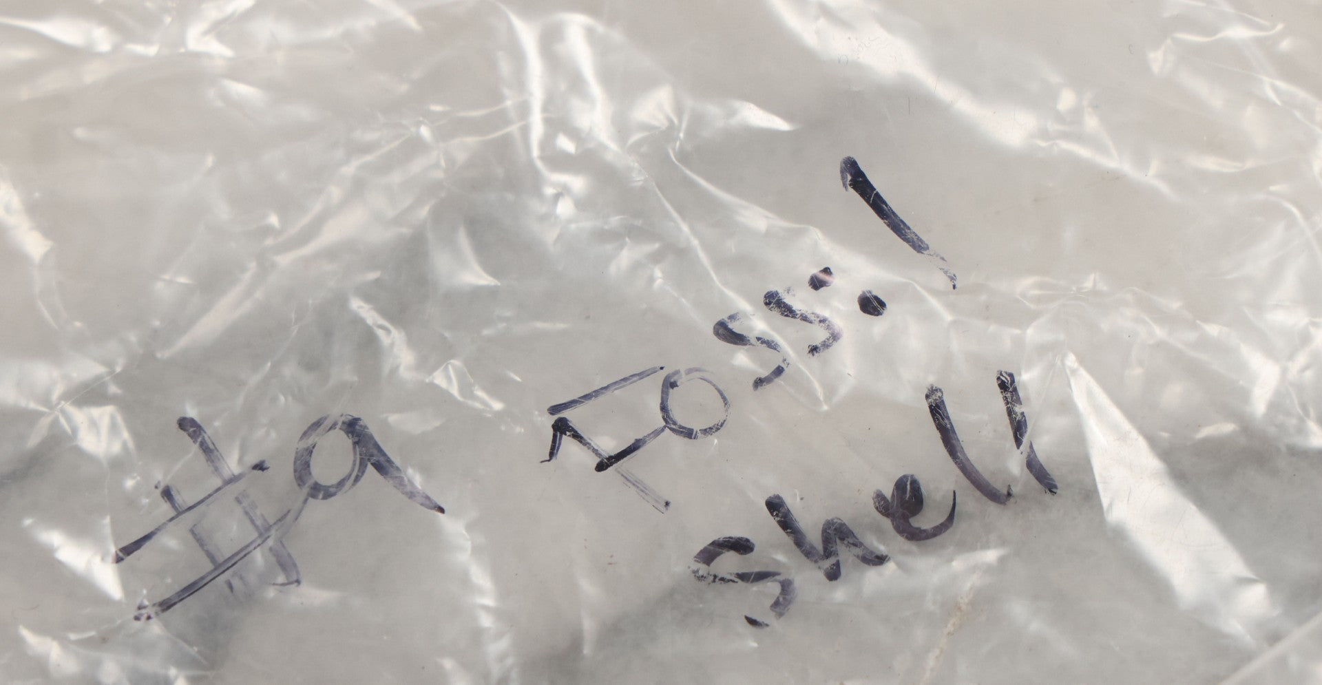 Lot 051 - Fossil Grouping With 4+ Pieces Including Fossilized Shells, And Other Small Fragments, Collected In Death Valley, Circa 1929