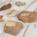 Lot 052 - Fossil Grouping With 5+ Specimens Including Coral, Fossilized Leaf Imprint, And Possible Turtle Flipper, Other Fragments, With Typewritten Notations, Found In Colorado, Alabama, And Elsewhere