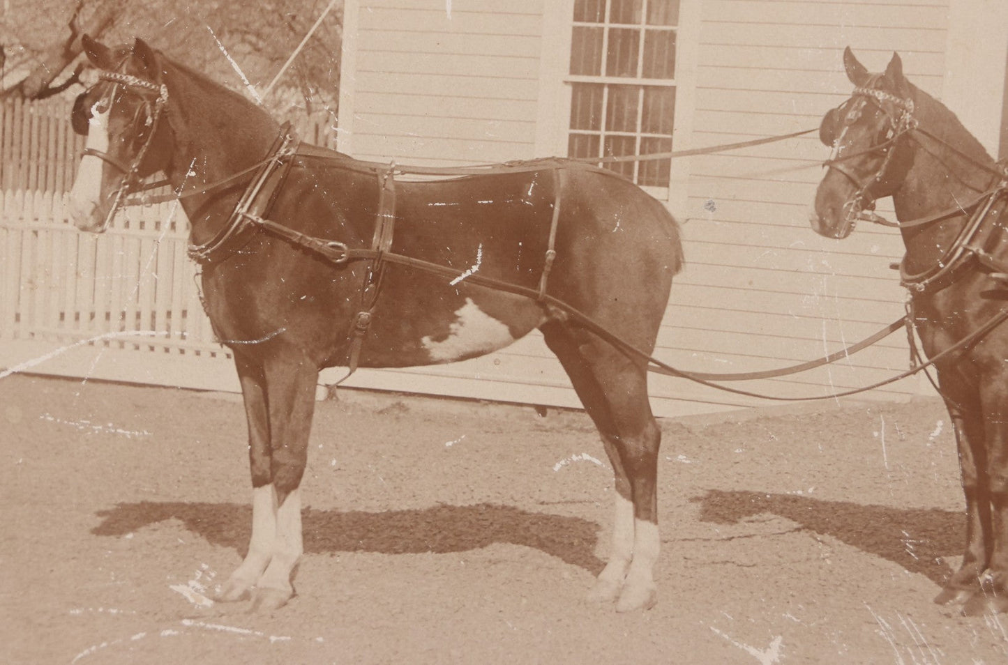 Lot 084 - Antique Boarded Photograph Of Man Sitting In Horsedrawn Carriage With Two Horses In Front Of A Home With Doghouse, Photographed By Jewett, Orange, New Jersey