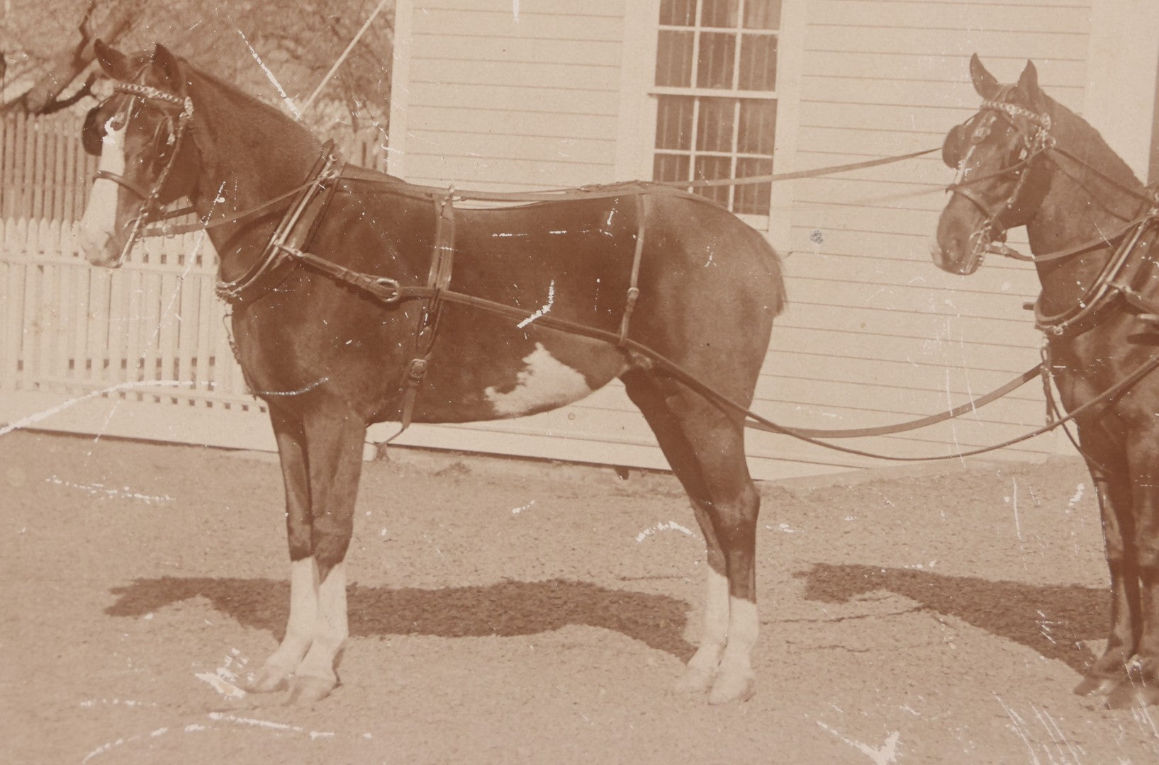 Lot 084 - Antique Boarded Photograph Of Man Sitting In Horsedrawn Carriage With Two Horses In Front Of A Home With Doghouse, Photographed By Jewett, Orange, New Jersey