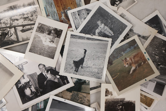 Lot 136 - Grouping Of 35 Vintage And Modern Snapshot Photographs Of People And Their Beloved Pets, Including Cats, Dogs, Cows And More