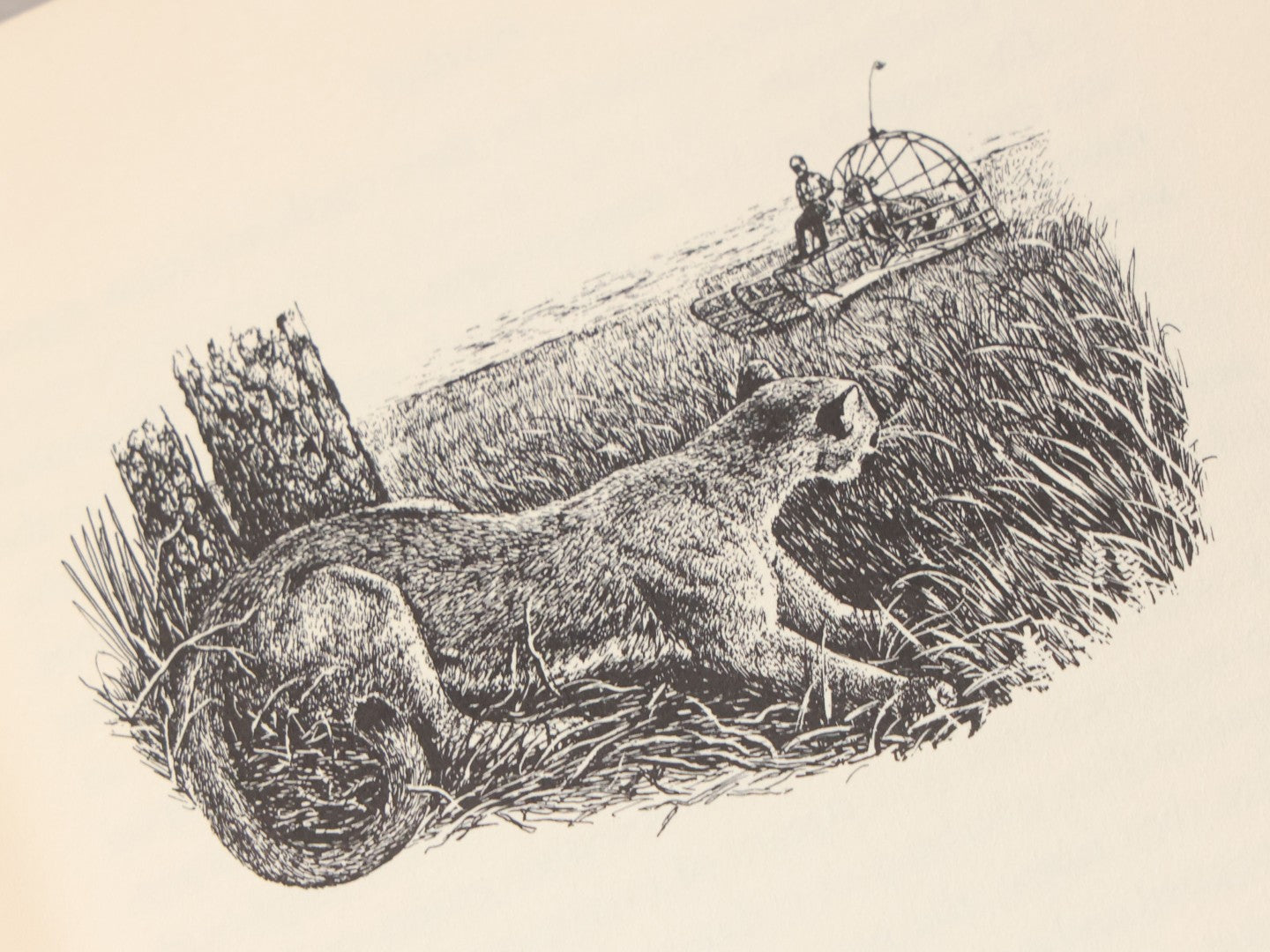 Lot 155 - "Panther!" Vintage Book By Rodger Caras, With Illustrations By Charles Frace, Little Brown And Company, Publishers, Boston And Toronto, 1969, Third Printing, With Original Dust Jacket