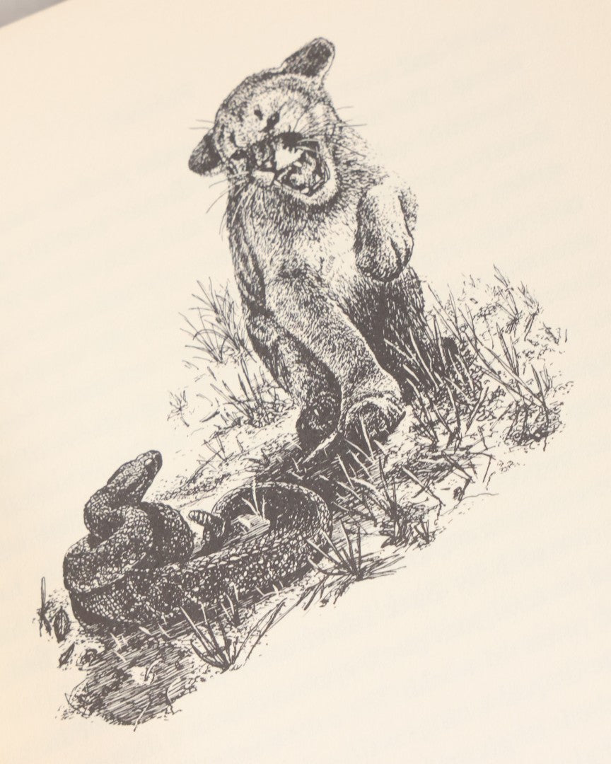 Lot 155 - "Panther!" Vintage Book By Rodger Caras, With Illustrations By Charles Frace, Little Brown And Company, Publishers, Boston And Toronto, 1969, Third Printing, With Original Dust Jacket