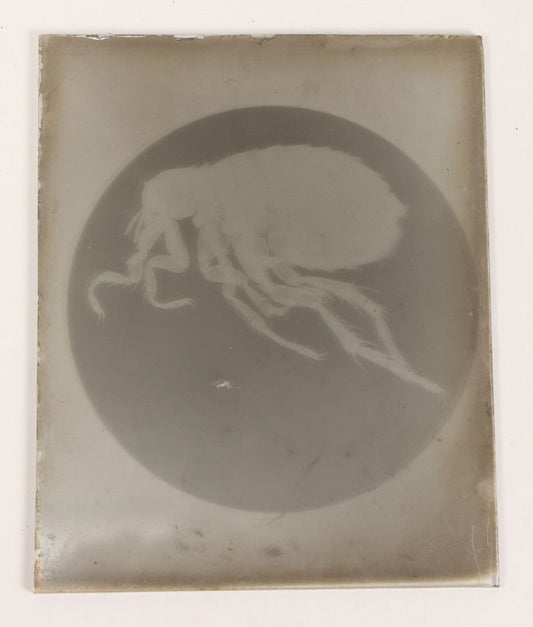 Lot 172 - Single Vintage Glass Negative Slide Showing A Magnified View Of A Flea