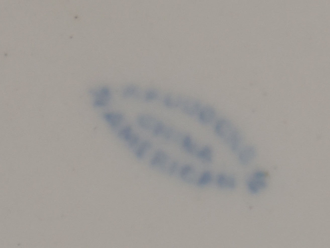 Lot 026 - Antique Porcelein Dinner Plate From U.S. Naval Hospital With Anchor Motif And Insignia, Manufactured By Maddock's American China, 9-1/2" Diameter