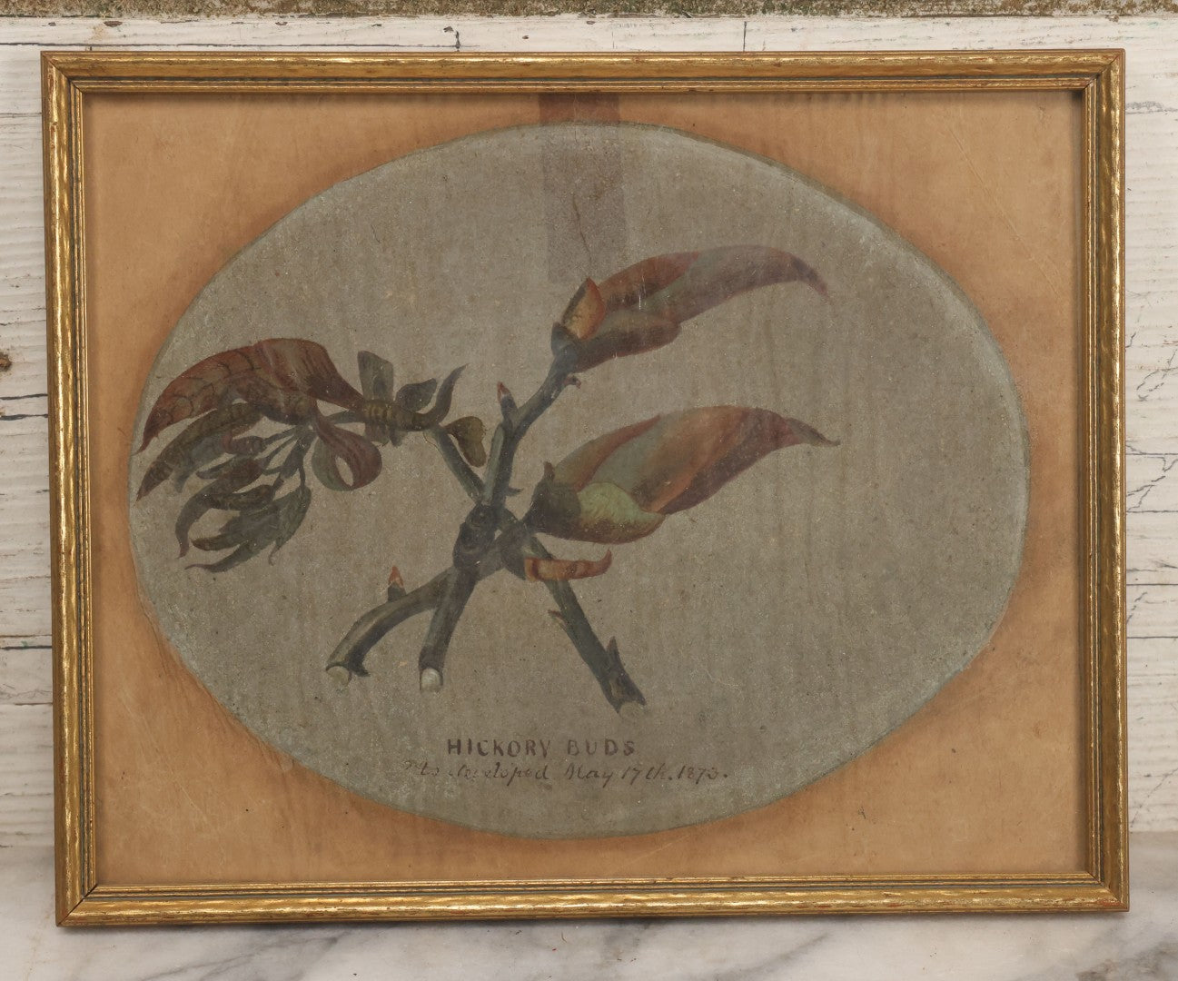 Lot 053 - Antique Hickory Buds Botanical Painting By David Clarkson East (Born Feb 27th, 1833), Painted On May 17th, 1873, In Frame With Provenance On Verso, 10-3/8" W x 8-3/8" H