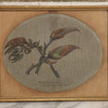 Lot 053 - Antique Hickory Buds Botanical Painting By David Clarkson East (Born Feb 27th, 1833), Painted On May 17th, 1873, In Frame With Provenance On Verso, 10-3/8" W x 8-3/8" H