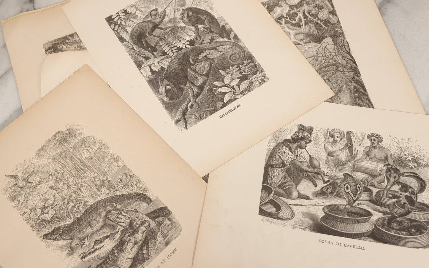 Lot 061 - Grouping Of Fifteen Antique Animal Kingdom Bookplate Engraving Prints By K. Jahrmargt After Gustav Mützel Including Anaconda, Cobra, Crocodiles, Chameleons, And Many Other Animals, Insects And Fish