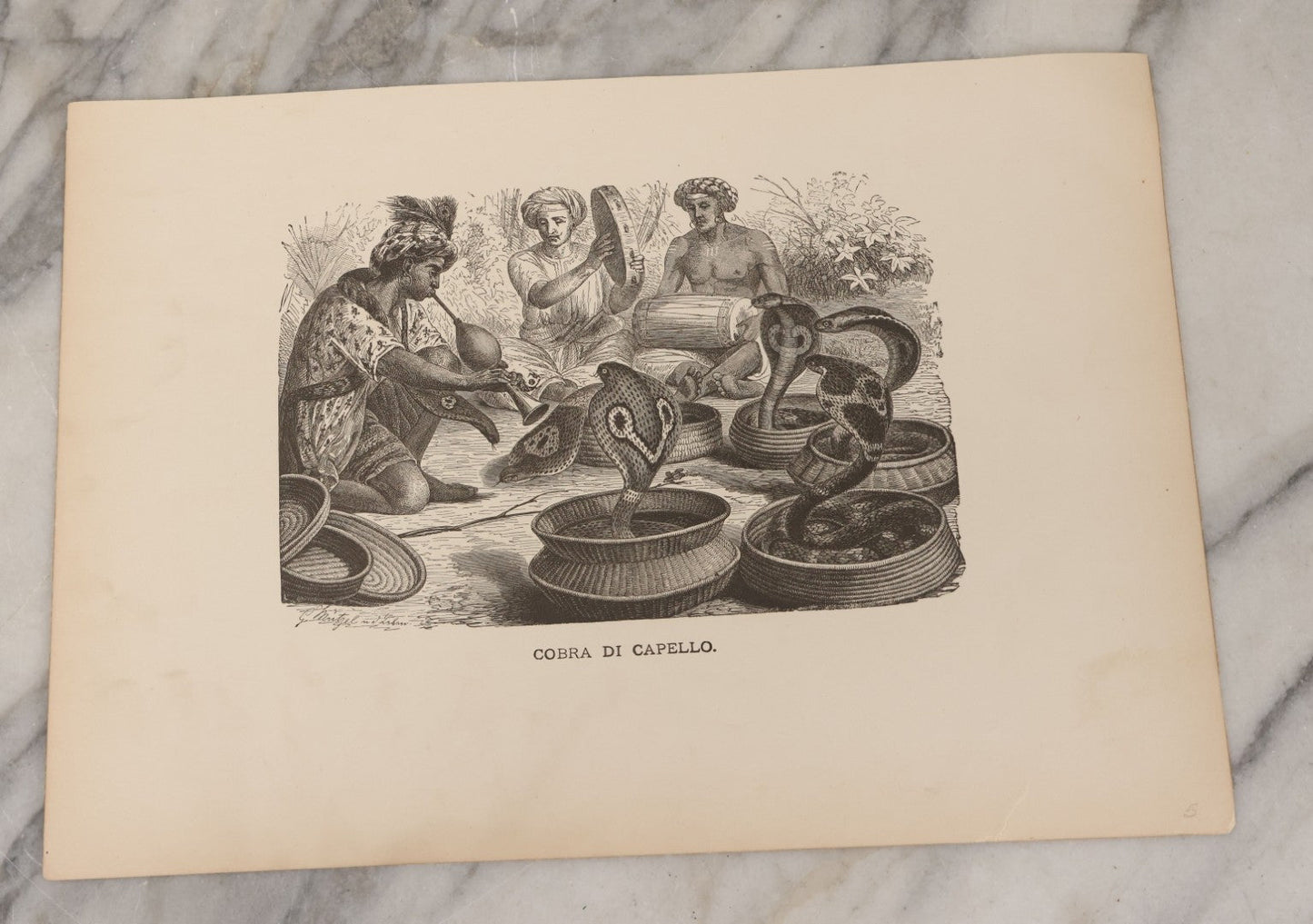 Lot 061 - Grouping Of Fifteen Antique Animal Kingdom Bookplate Engraving Prints By K. Jahrmargt After Gustav Mützel Including Anaconda, Cobra, Crocodiles, Chameleons, And Many Other Animals, Insects And Fish