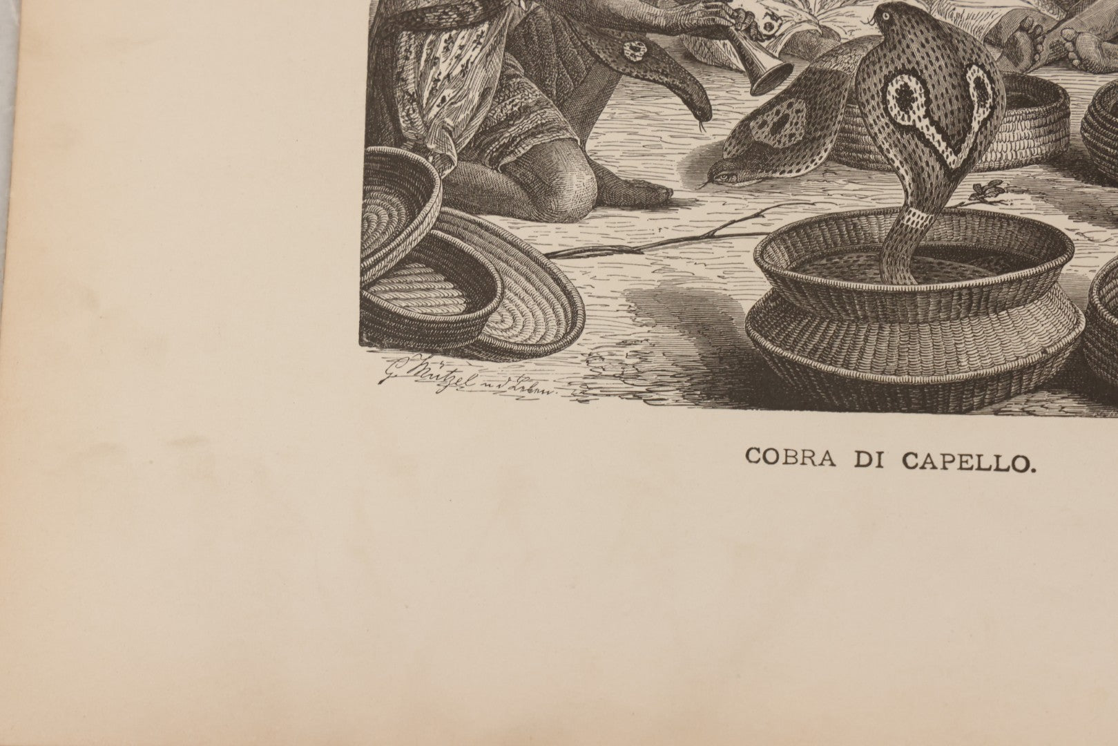 Lot 061 - Grouping Of Fifteen Antique Animal Kingdom Bookplate Engraving Prints By K. Jahrmargt After Gustav Mützel Including Anaconda, Cobra, Crocodiles, Chameleons, And Many Other Animals, Insects And Fish