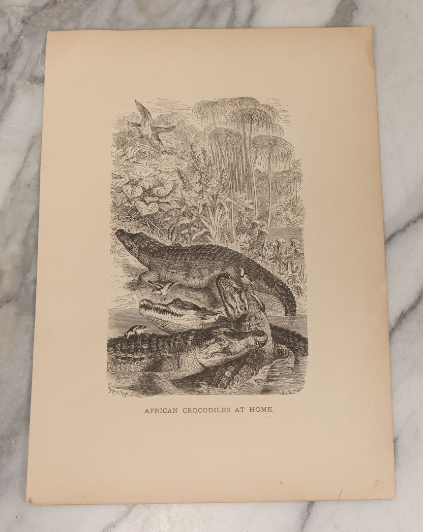 Lot 061 - Grouping Of Fifteen Antique Animal Kingdom Bookplate Engraving Prints By K. Jahrmargt After Gustav Mützel Including Anaconda, Cobra, Crocodiles, Chameleons, And Many Other Animals, Insects And Fish