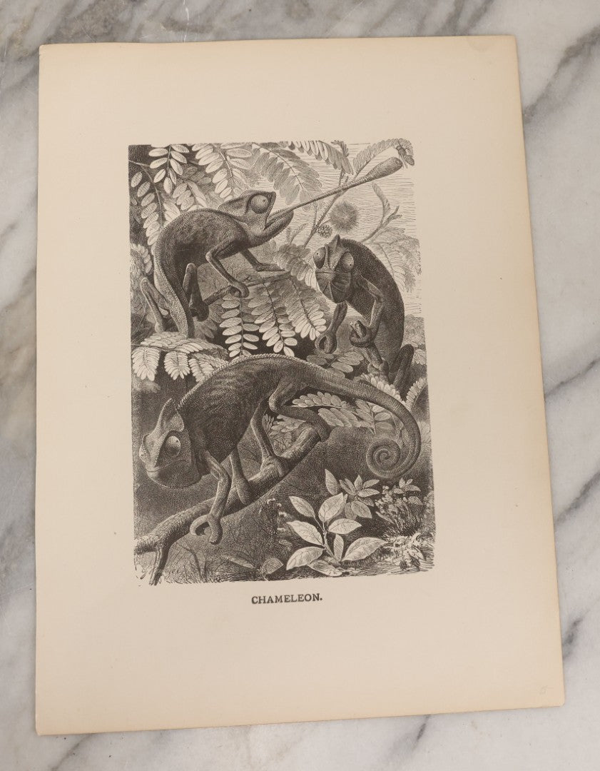 Lot 061 - Grouping Of Fifteen Antique Animal Kingdom Bookplate Engraving Prints By K. Jahrmargt After Gustav Mützel Including Anaconda, Cobra, Crocodiles, Chameleons, And Many Other Animals, Insects And Fish