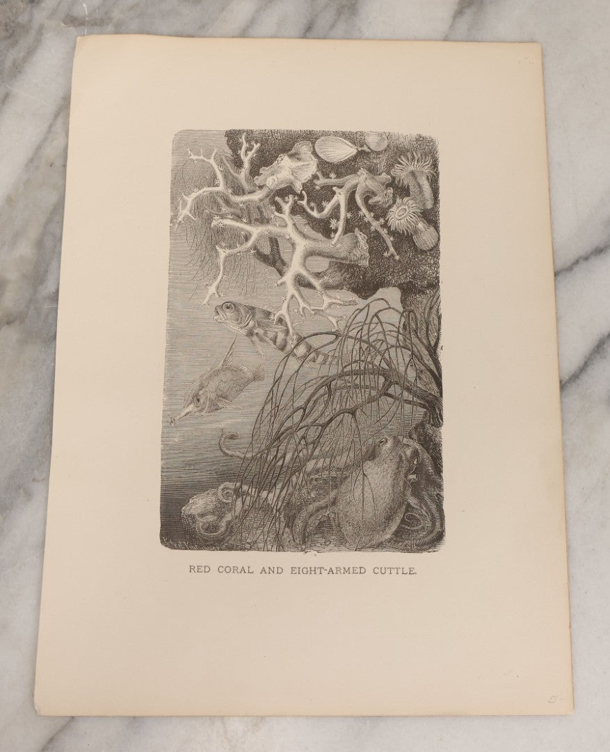 Lot 061 - Grouping Of Fifteen Antique Animal Kingdom Bookplate Engraving Prints By K. Jahrmargt After Gustav Mützel Including Anaconda, Cobra, Crocodiles, Chameleons, And Many Other Animals, Insects And Fish