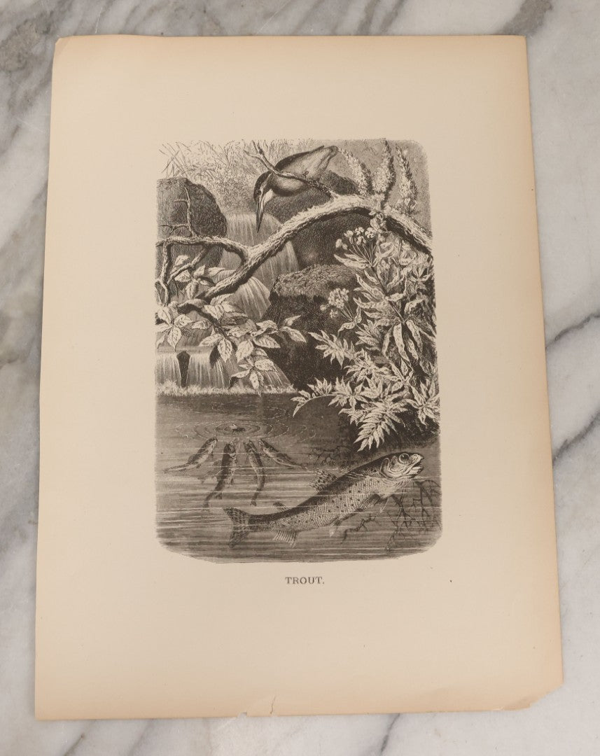 Lot 061 - Grouping Of Fifteen Antique Animal Kingdom Bookplate Engraving Prints By K. Jahrmargt After Gustav Mützel Including Anaconda, Cobra, Crocodiles, Chameleons, And Many Other Animals, Insects And Fish