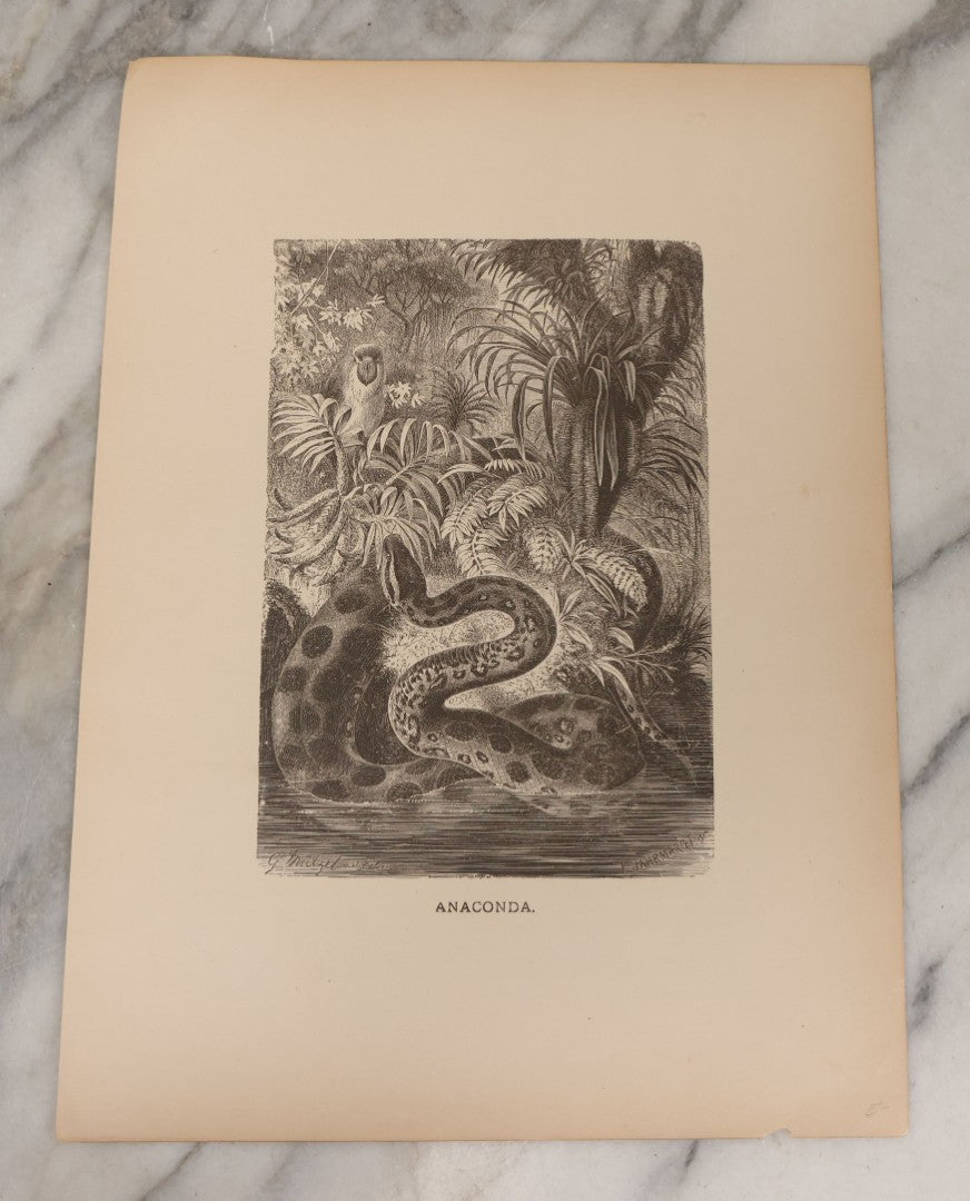 Lot 061 - Grouping Of Fifteen Antique Animal Kingdom Bookplate Engraving Prints By K. Jahrmargt After Gustav Mützel Including Anaconda, Cobra, Crocodiles, Chameleons, And Many Other Animals, Insects And Fish