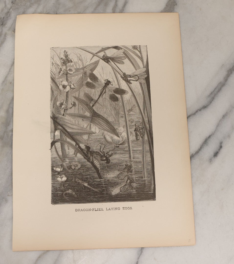 Lot 061 - Grouping Of Fifteen Antique Animal Kingdom Bookplate Engraving Prints By K. Jahrmargt After Gustav Mützel Including Anaconda, Cobra, Crocodiles, Chameleons, And Many Other Animals, Insects And Fish