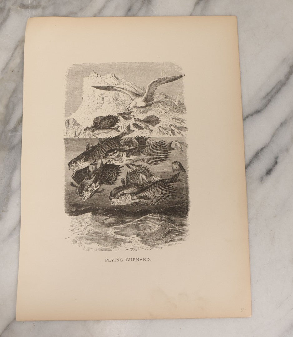 Lot 061 - Grouping Of Fifteen Antique Animal Kingdom Bookplate Engraving Prints By K. Jahrmargt After Gustav Mützel Including Anaconda, Cobra, Crocodiles, Chameleons, And Many Other Animals, Insects And Fish
