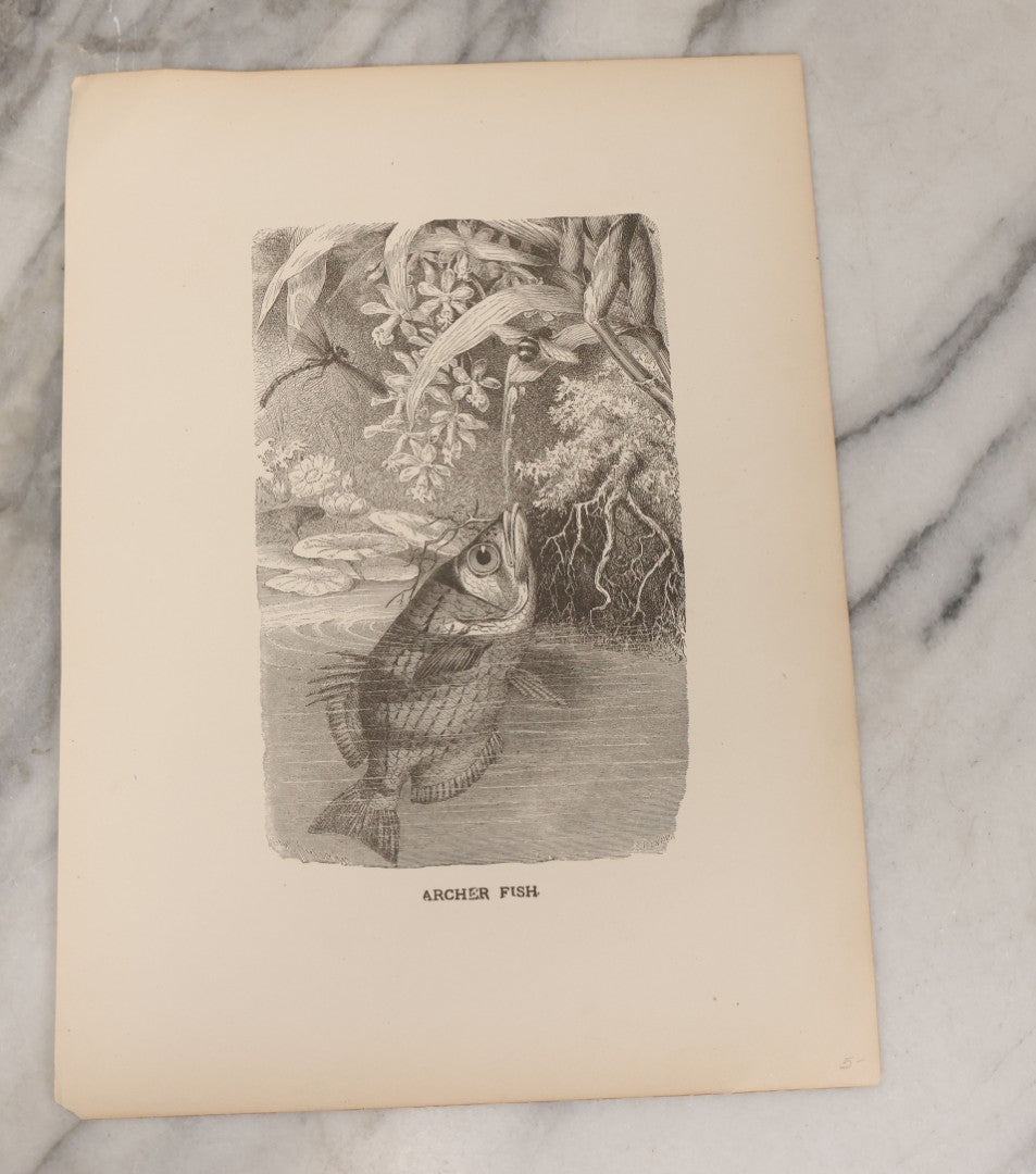 Lot 061 - Grouping Of Fifteen Antique Animal Kingdom Bookplate Engraving Prints By K. Jahrmargt After Gustav Mützel Including Anaconda, Cobra, Crocodiles, Chameleons, And Many Other Animals, Insects And Fish