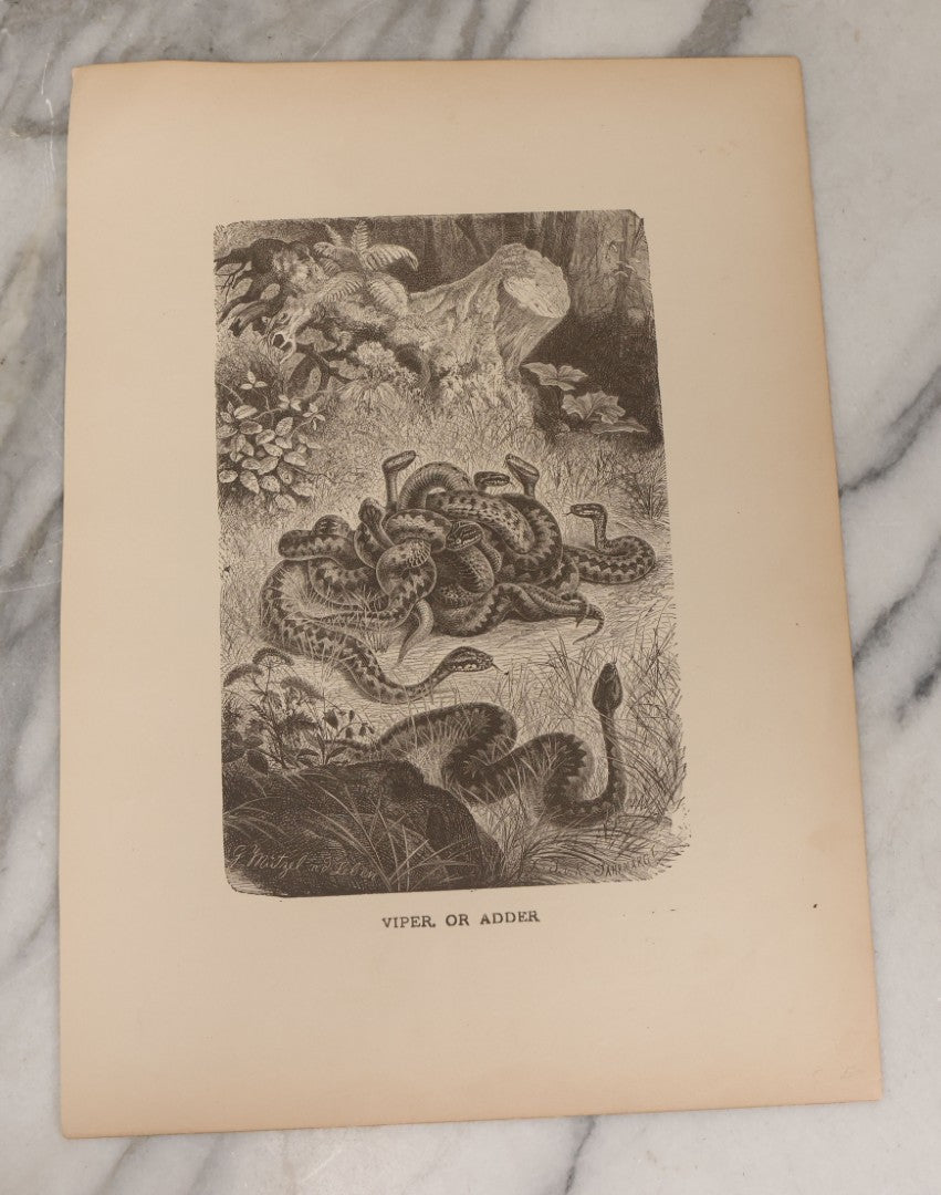Lot 061 - Grouping Of Fifteen Antique Animal Kingdom Bookplate Engraving Prints By K. Jahrmargt After Gustav Mützel Including Anaconda, Cobra, Crocodiles, Chameleons, And Many Other Animals, Insects And Fish