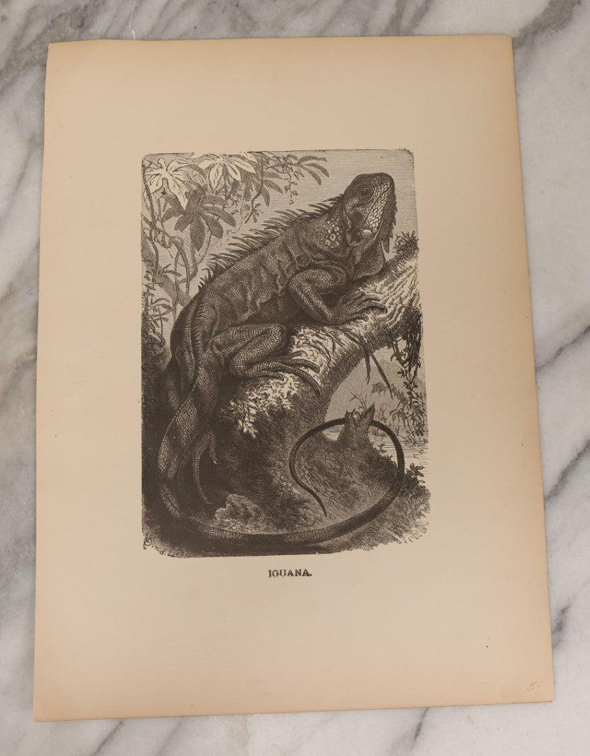 Lot 061 - Grouping Of Fifteen Antique Animal Kingdom Bookplate Engraving Prints By K. Jahrmargt After Gustav Mützel Including Anaconda, Cobra, Crocodiles, Chameleons, And Many Other Animals, Insects And Fish
