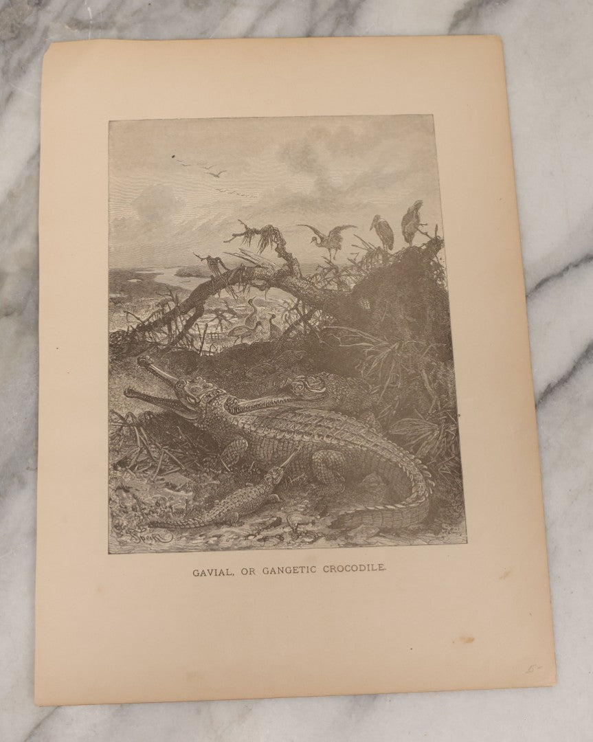 Lot 061 - Grouping Of Fifteen Antique Animal Kingdom Bookplate Engraving Prints By K. Jahrmargt After Gustav Mützel Including Anaconda, Cobra, Crocodiles, Chameleons, And Many Other Animals, Insects And Fish