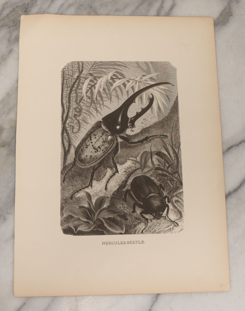 Lot 061 - Grouping Of Fifteen Antique Animal Kingdom Bookplate Engraving Prints By K. Jahrmargt After Gustav Mützel Including Anaconda, Cobra, Crocodiles, Chameleons, And Many Other Animals, Insects And Fish