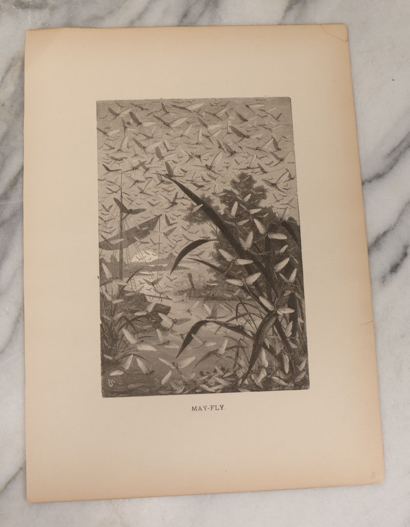 Lot 061 - Grouping Of Fifteen Antique Animal Kingdom Bookplate Engraving Prints By K. Jahrmargt After Gustav Mützel Including Anaconda, Cobra, Crocodiles, Chameleons, And Many Other Animals, Insects And Fish