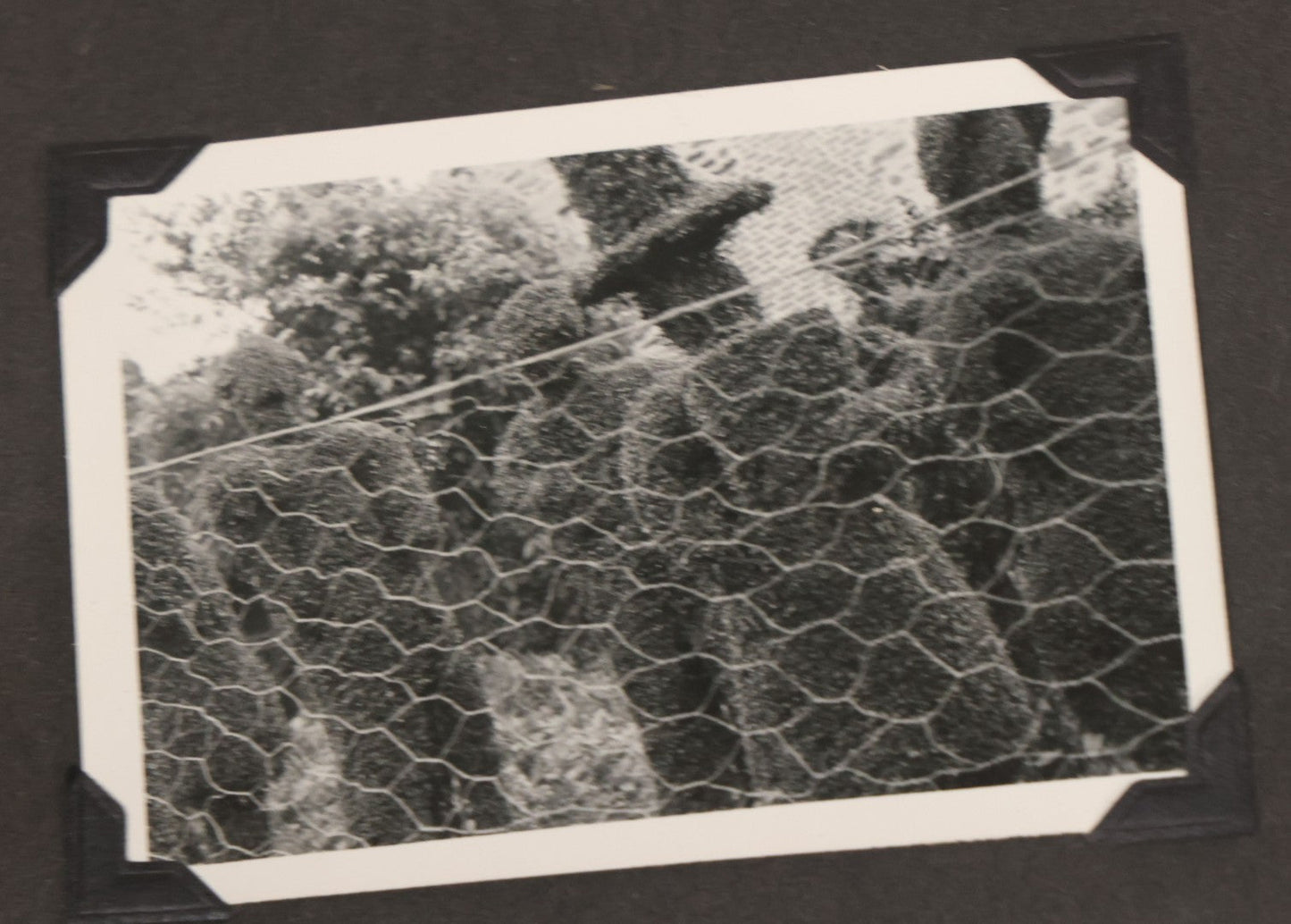 Lot 072 - Vintage Snapshot Photo Album With 80+ Photographs, Including Photos Of Europe, Naval Submarines And Battleships, Figural Topiary Sculpture Shrub Garden, Old Stone Houses, Pets And More, Many Loose Photos