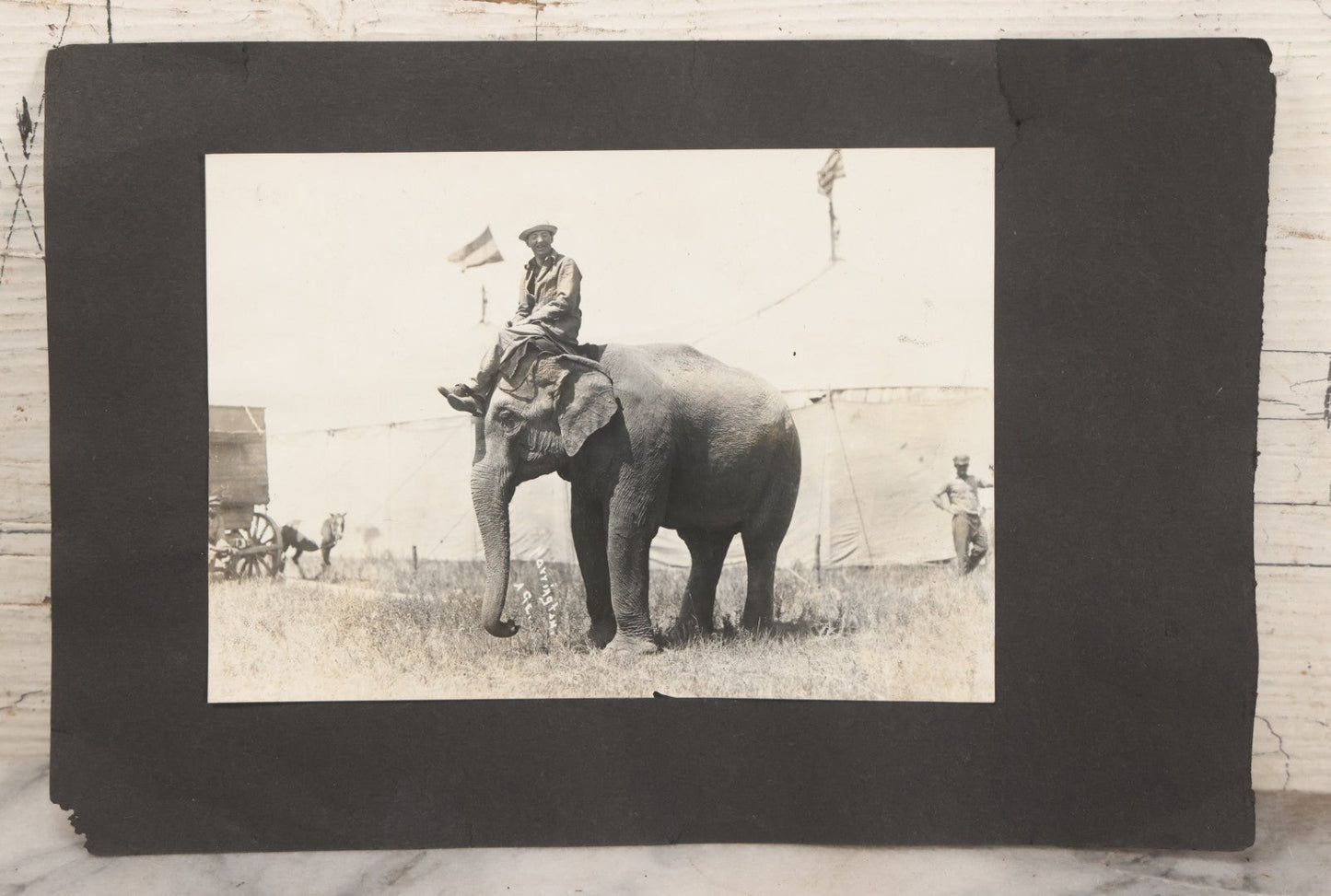 Lot 080 - Vintage Snapshot Photo Album Page With A Photo Of Circus Worker Seated Atop An Elephant's Head, Other Photos On Verso