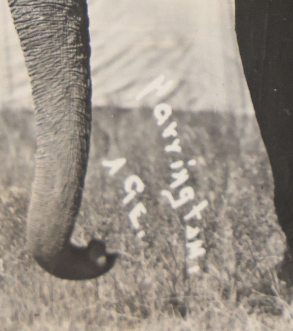 Lot 080 - Vintage Snapshot Photo Album Page With A Photo Of Circus Worker Seated Atop An Elephant's Head, Other Photos On Verso