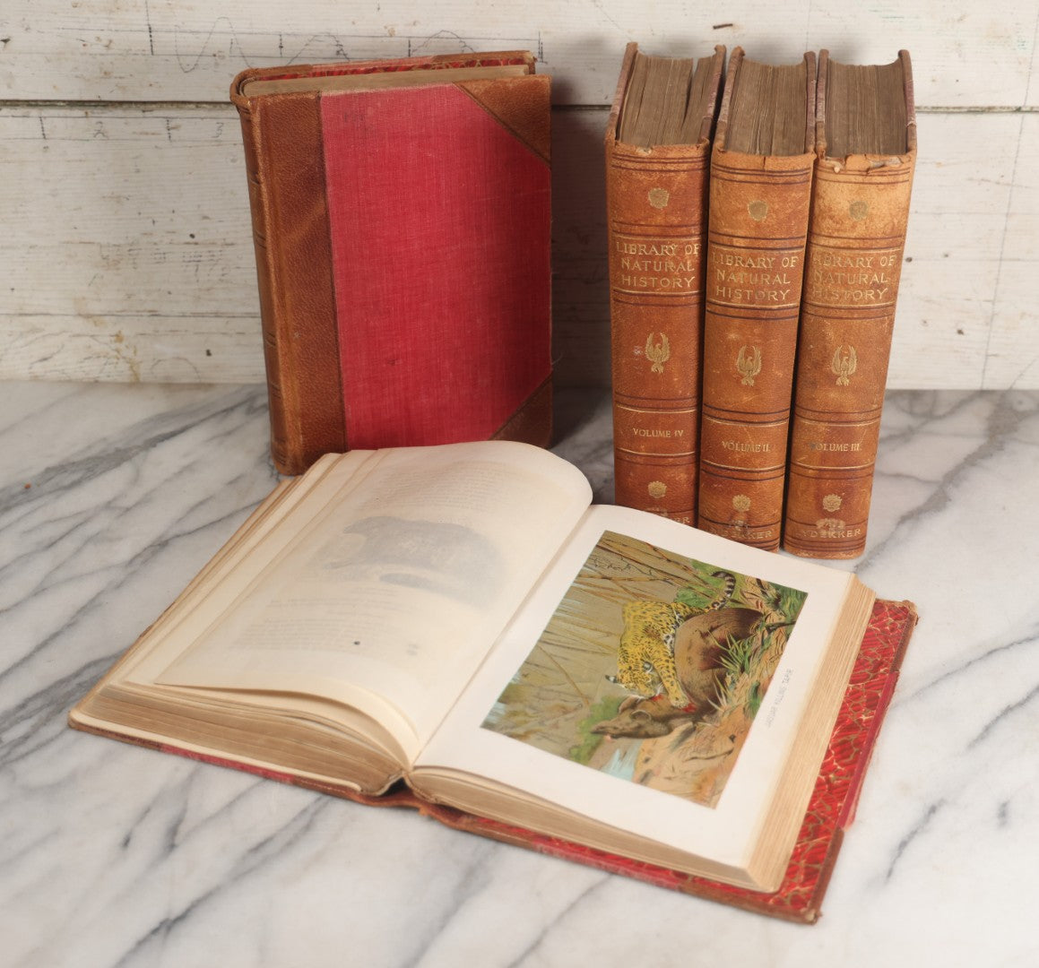 Lot 001 - "Library Of Natural History" Five Volume Antique Book Set Edited By Richard Lydekker Profusely Illustrated With Colored Plates And Two Thousand Engravings Across The Volumes, The Saalfield Publishing Company, New York, Akron, And Chicago, 1904