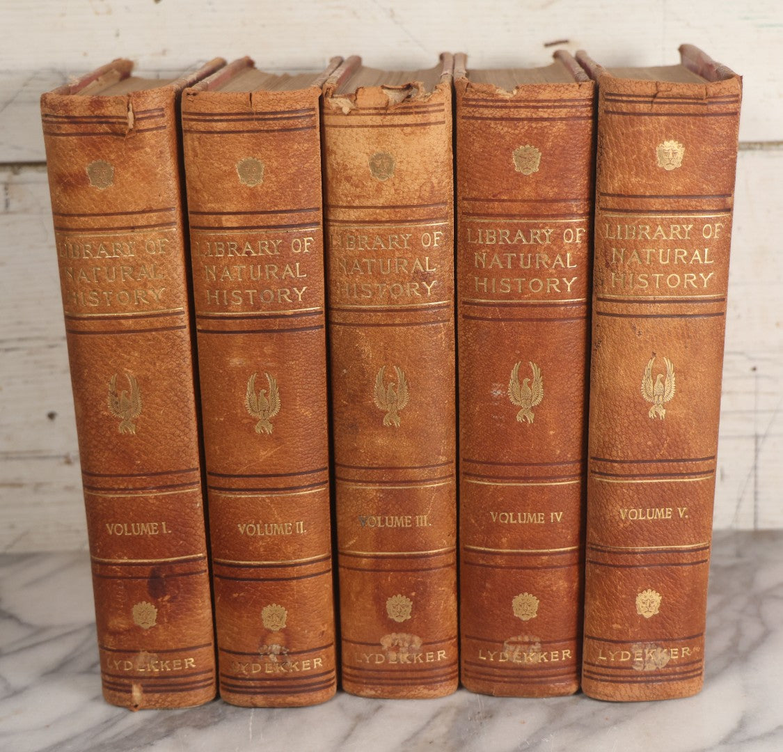 Lot 001 - "Library Of Natural History" Five Volume Antique Book Set Edited By Richard Lydekker Profusely Illustrated With Colored Plates And Two Thousand Engravings Across The Volumes, The Saalfield Publishing Company, New York, Akron, And Chicago, 1904