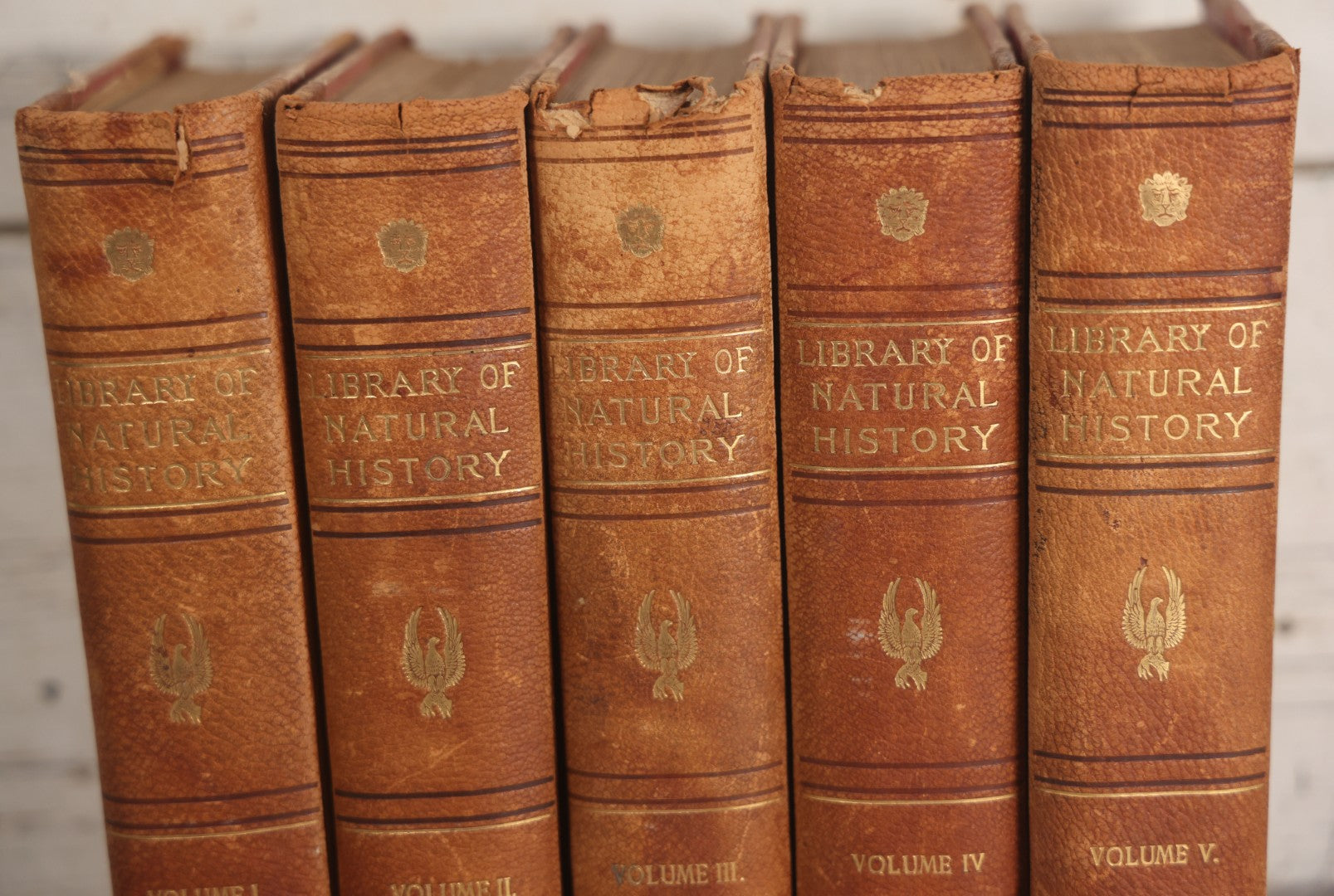 Lot 001 - "Library Of Natural History" Five Volume Antique Book Set Edited By Richard Lydekker Profusely Illustrated With Colored Plates And Two Thousand Engravings Across The Volumes, The Saalfield Publishing Company, New York, Akron, And Chicago, 1904