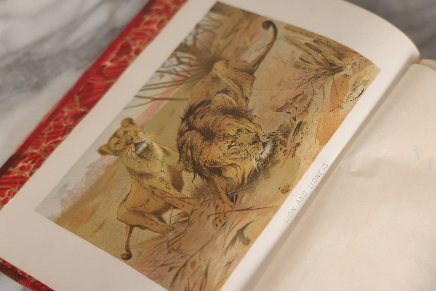Lot 001 - "Library Of Natural History" Five Volume Antique Book Set Edited By Richard Lydekker Profusely Illustrated With Colored Plates And Two Thousand Engravings Across The Volumes, The Saalfield Publishing Company, New York, Akron, And Chicago, 1904