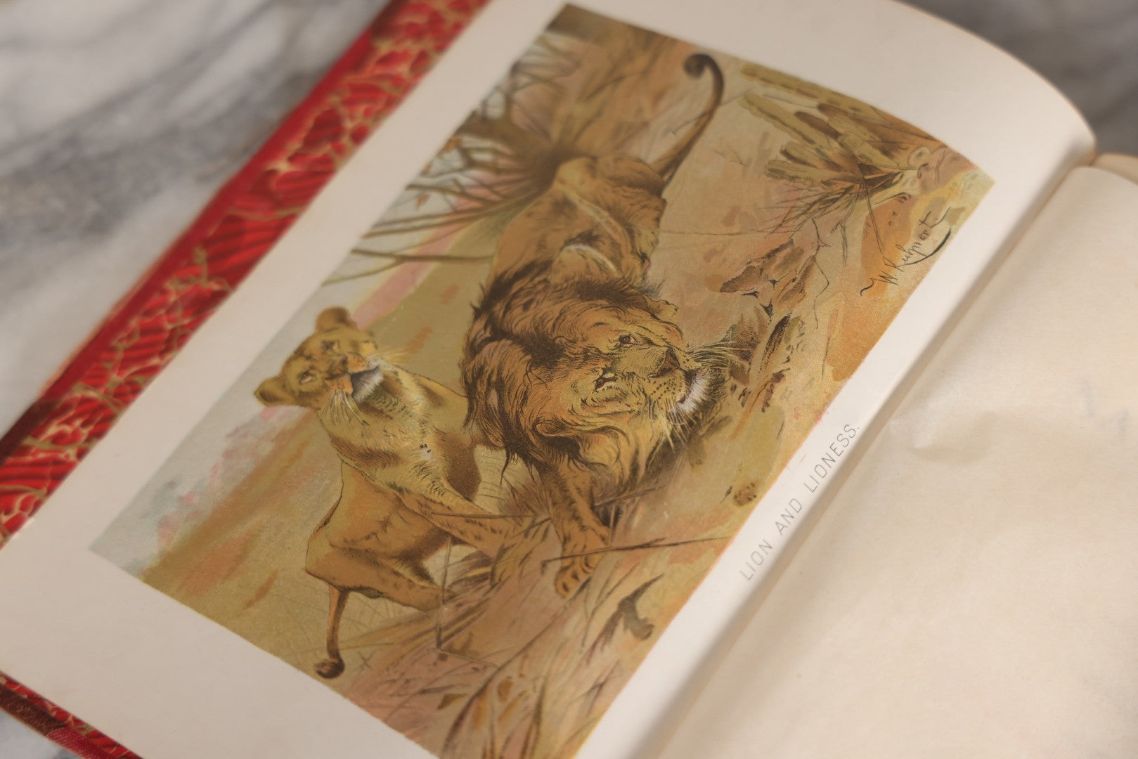 Lot 001 - "Library Of Natural History" Five Volume Antique Book Set Edited By Richard Lydekker Profusely Illustrated With Colored Plates And Two Thousand Engravings Across The Volumes, The Saalfield Publishing Company, New York, Akron, And Chicago, 1904