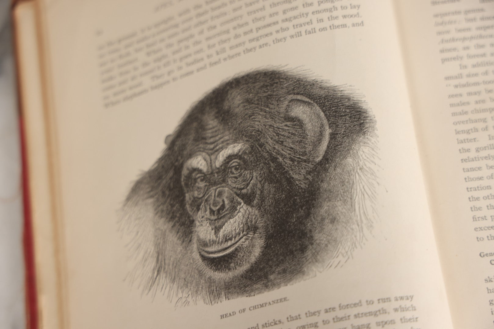 Lot 001 - "Library Of Natural History" Five Volume Antique Book Set Edited By Richard Lydekker Profusely Illustrated With Colored Plates And Two Thousand Engravings Across The Volumes, The Saalfield Publishing Company, New York, Akron, And Chicago, 1904