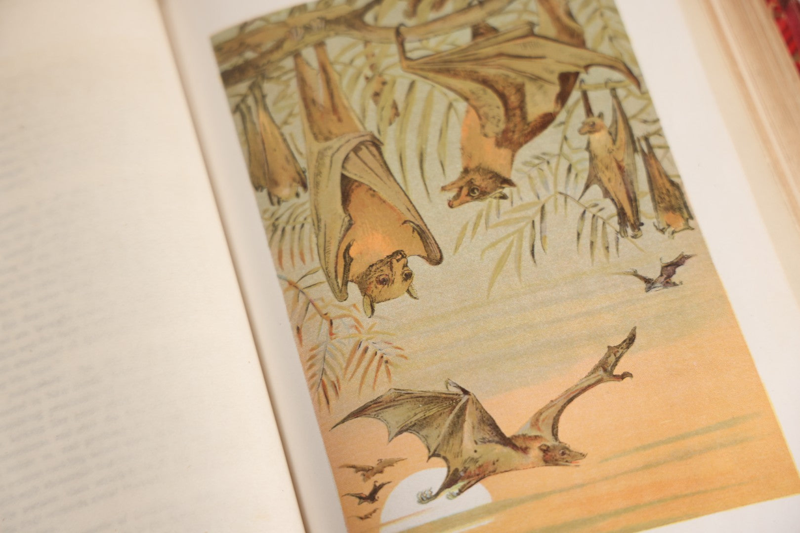 Lot 001 - "Library Of Natural History" Five Volume Antique Book Set Edited By Richard Lydekker Profusely Illustrated With Colored Plates And Two Thousand Engravings Across The Volumes, The Saalfield Publishing Company, New York, Akron, And Chicago, 1904