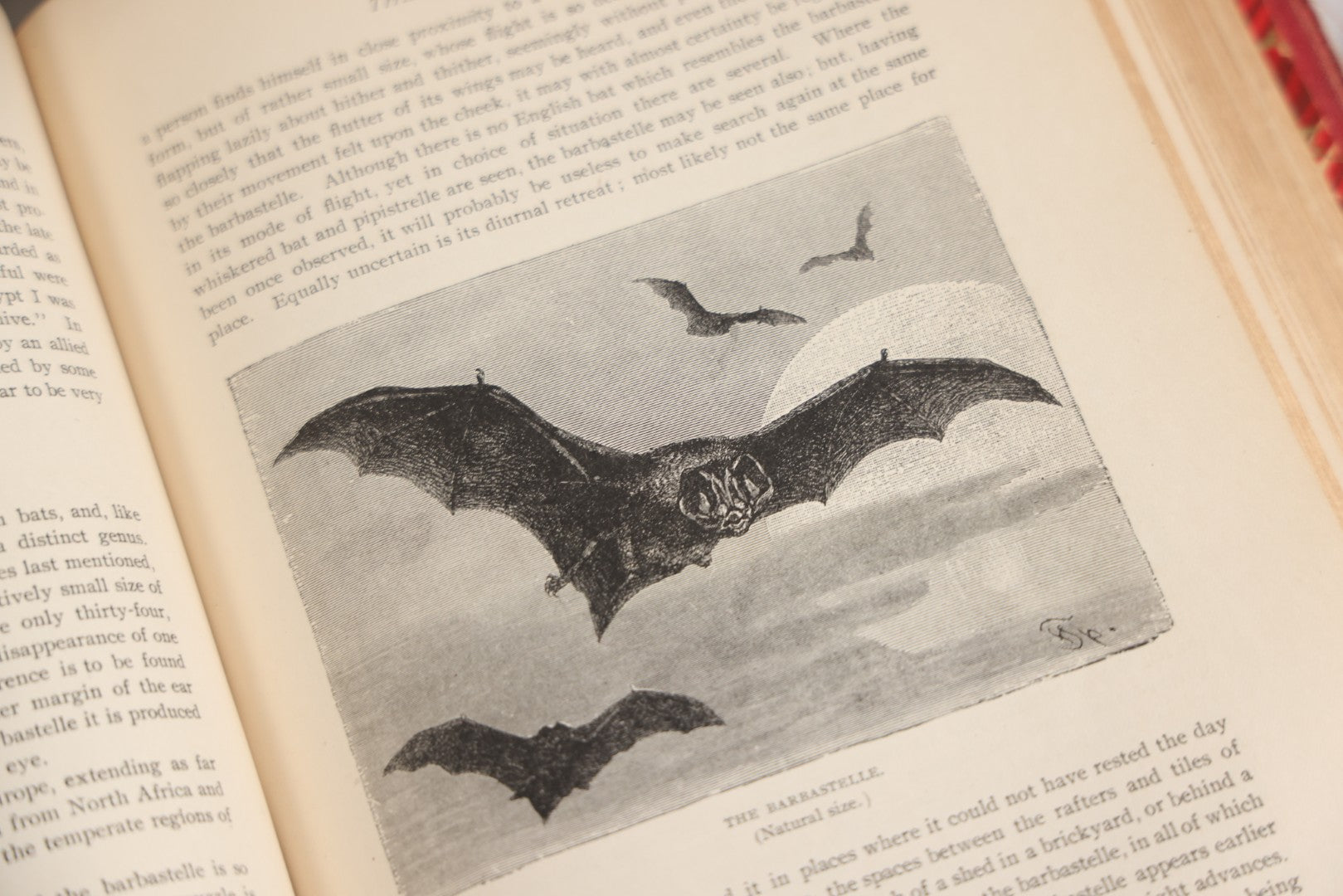 Lot 001 - "Library Of Natural History" Five Volume Antique Book Set Edited By Richard Lydekker Profusely Illustrated With Colored Plates And Two Thousand Engravings Across The Volumes, The Saalfield Publishing Company, New York, Akron, And Chicago, 1904