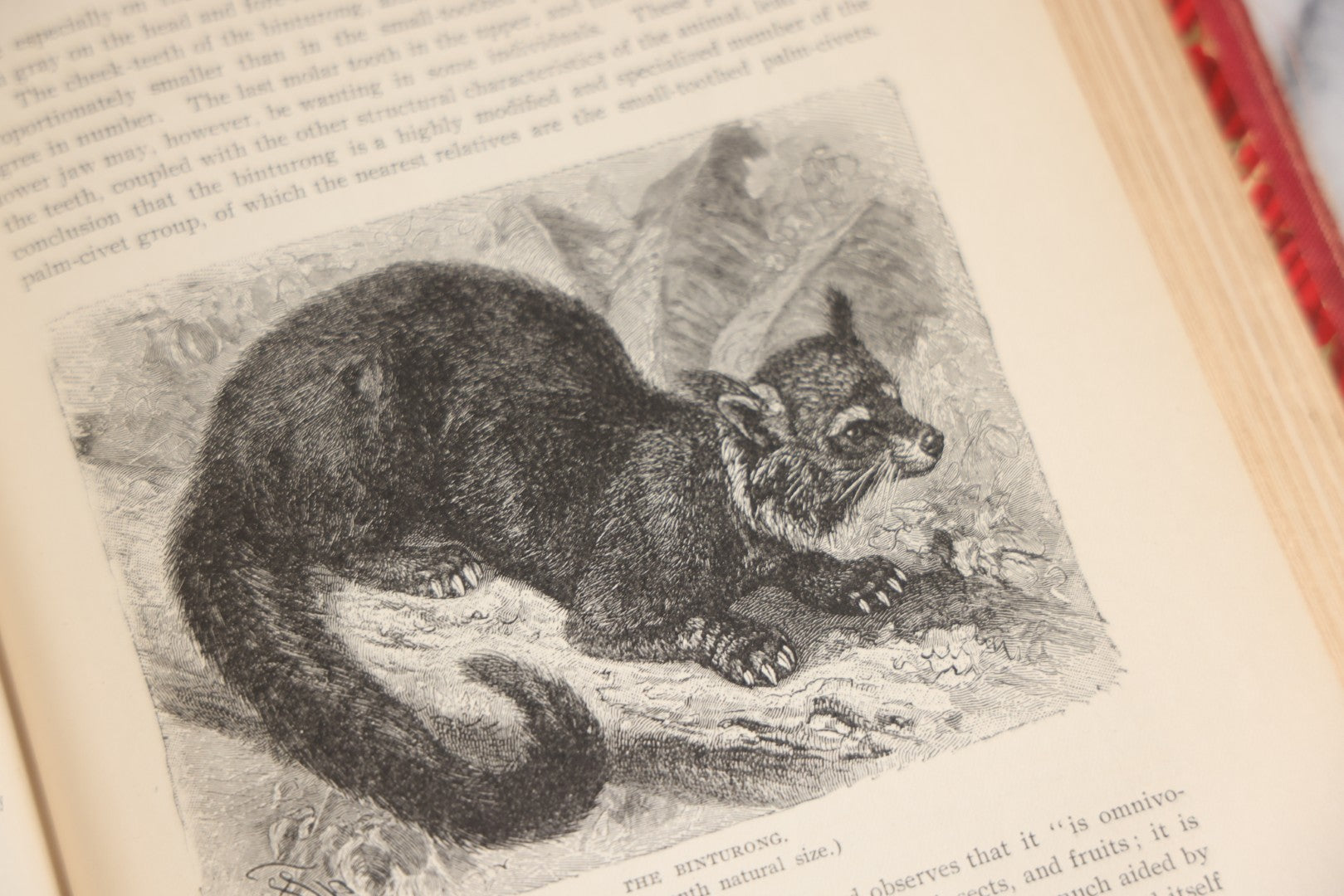 Lot 001 - "Library Of Natural History" Five Volume Antique Book Set Edited By Richard Lydekker Profusely Illustrated With Colored Plates And Two Thousand Engravings Across The Volumes, The Saalfield Publishing Company, New York, Akron, And Chicago, 1904