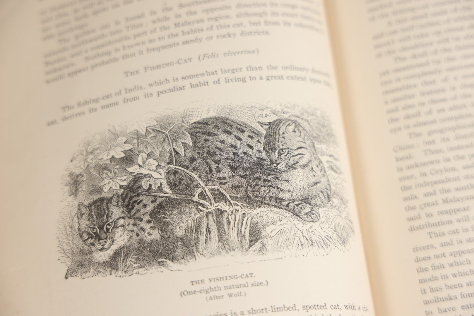 Lot 001 - "Library Of Natural History" Five Volume Antique Book Set Edited By Richard Lydekker Profusely Illustrated With Colored Plates And Two Thousand Engravings Across The Volumes, The Saalfield Publishing Company, New York, Akron, And Chicago, 1904