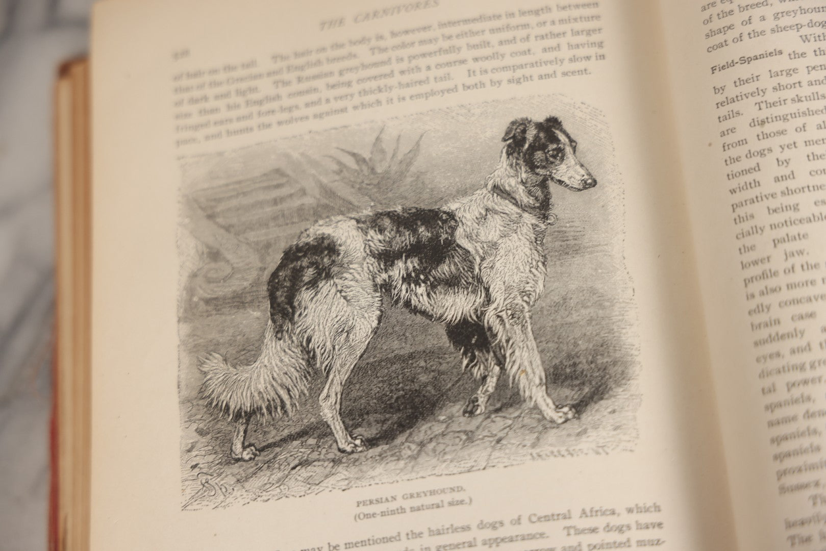 Lot 001 - "Library Of Natural History" Five Volume Antique Book Set Edited By Richard Lydekker Profusely Illustrated With Colored Plates And Two Thousand Engravings Across The Volumes, The Saalfield Publishing Company, New York, Akron, And Chicago, 1904