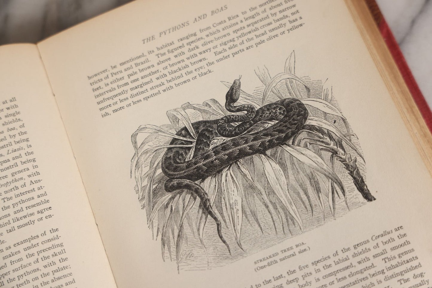 Lot 001 - "Library Of Natural History" Five Volume Antique Book Set Edited By Richard Lydekker Profusely Illustrated With Colored Plates And Two Thousand Engravings Across The Volumes, The Saalfield Publishing Company, New York, Akron, And Chicago, 1904