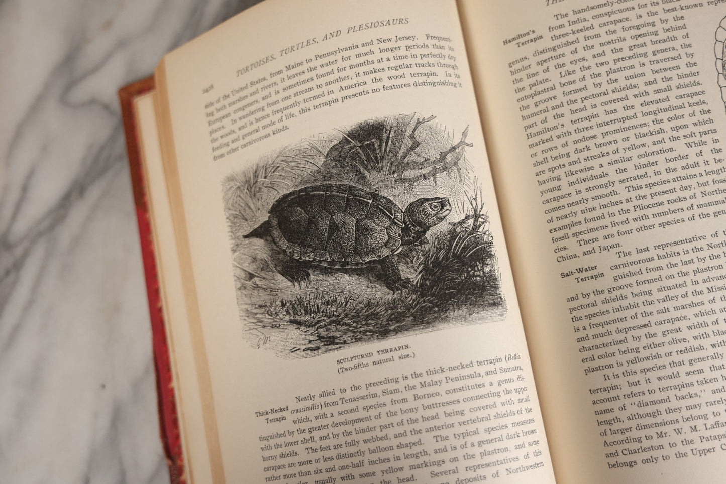 Lot 001 - "Library Of Natural History" Five Volume Antique Book Set Edited By Richard Lydekker Profusely Illustrated With Colored Plates And Two Thousand Engravings Across The Volumes, The Saalfield Publishing Company, New York, Akron, And Chicago, 1904
