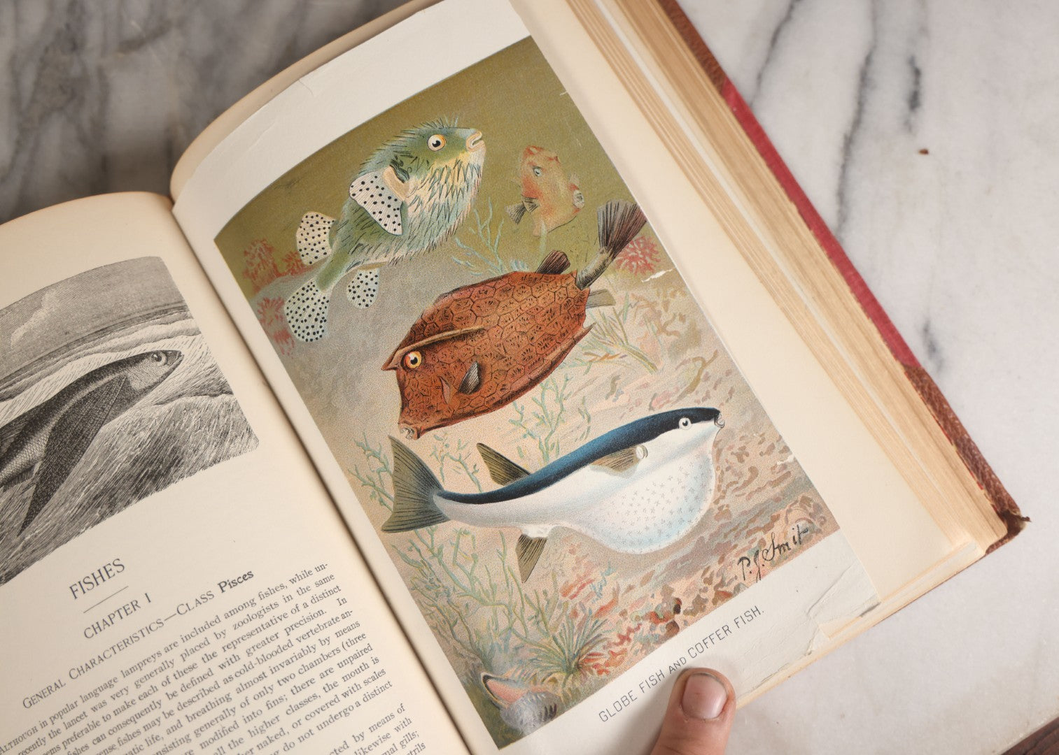 Lot 001 - "Library Of Natural History" Five Volume Antique Book Set Edited By Richard Lydekker Profusely Illustrated With Colored Plates And Two Thousand Engravings Across The Volumes, The Saalfield Publishing Company, New York, Akron, And Chicago, 1904