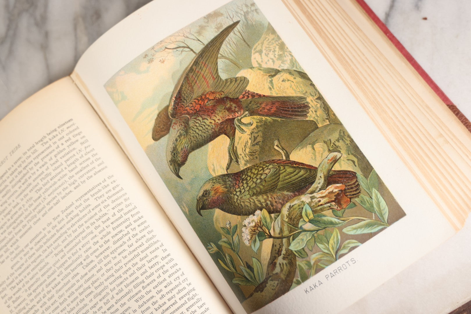 Lot 001 - "Library Of Natural History" Five Volume Antique Book Set Edited By Richard Lydekker Profusely Illustrated With Colored Plates And Two Thousand Engravings Across The Volumes, The Saalfield Publishing Company, New York, Akron, And Chicago, 1904